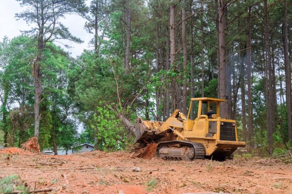 Trees Clearing in Destin