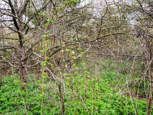 Underbrush Clearing in Destin