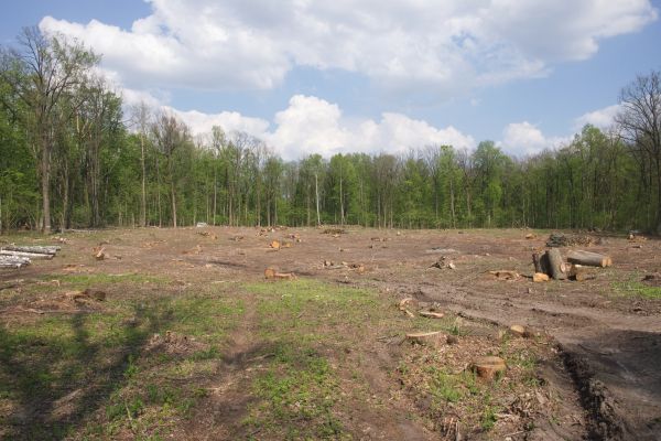 Pasture Clearing in Destin