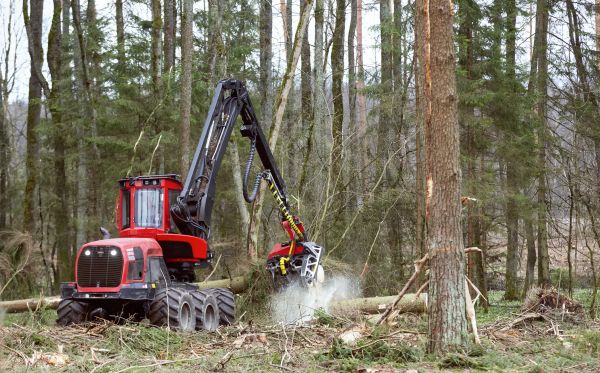 Forest Clearance Service in Destin