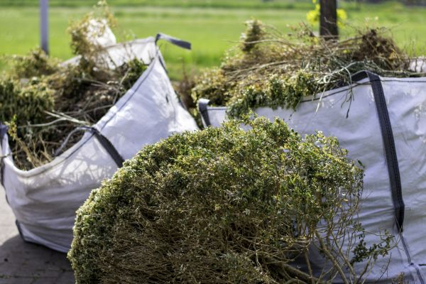 Bushes Clearing in Destin