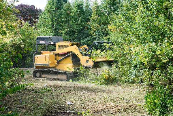 Pathway Clearing in Destin