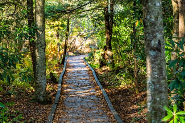 Trail Clearing in Destin